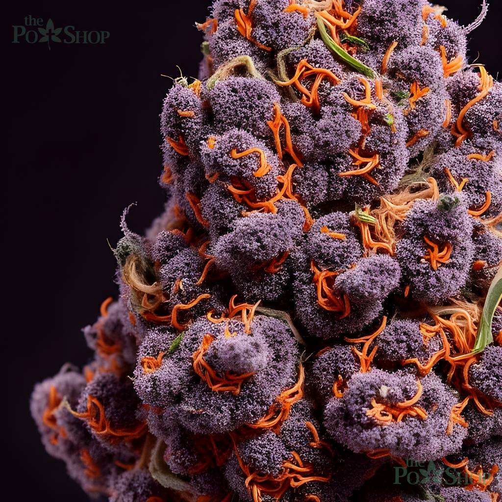 Forbidden Fruit - Mid - Image 2