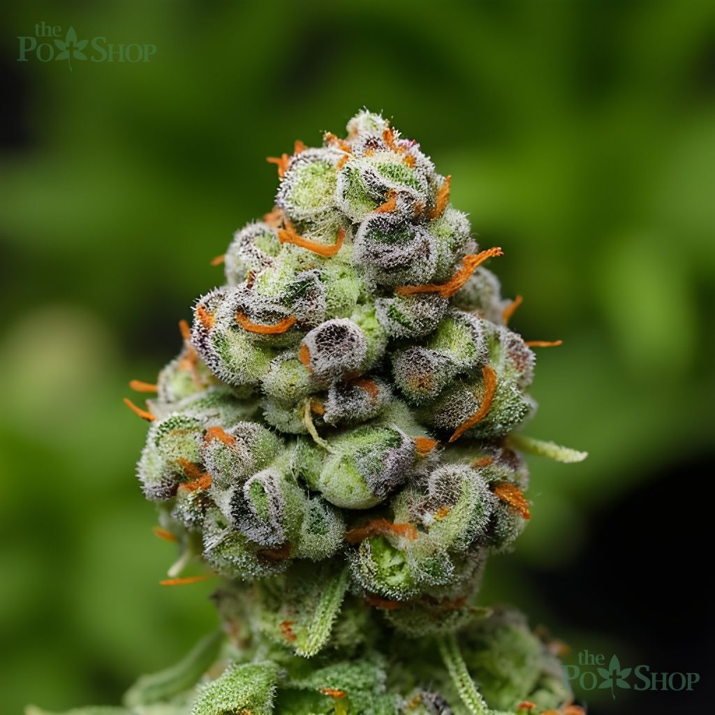 Ice Cream Cake - Private Reserve - Image 2