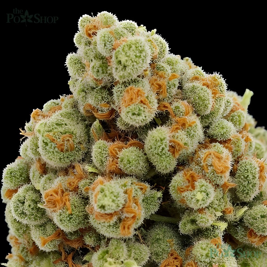 Sunset Sherbet - Private Reserve - Image 4