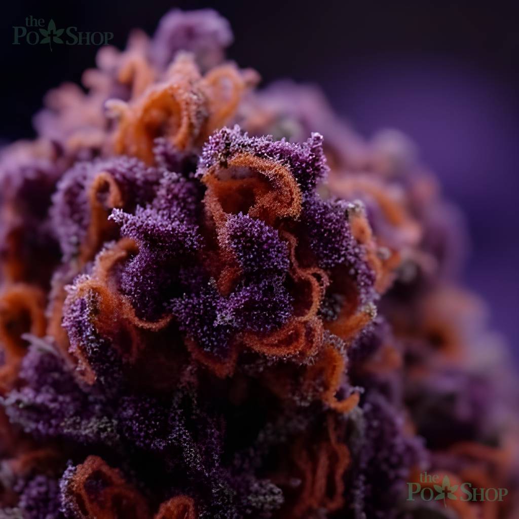 Forbidden Fruit - Mid - Image 5