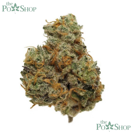 Horchata Strain - Private Reserve