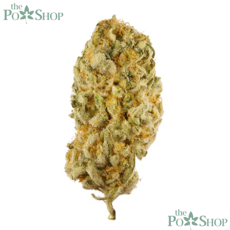 Jack Herer - Top