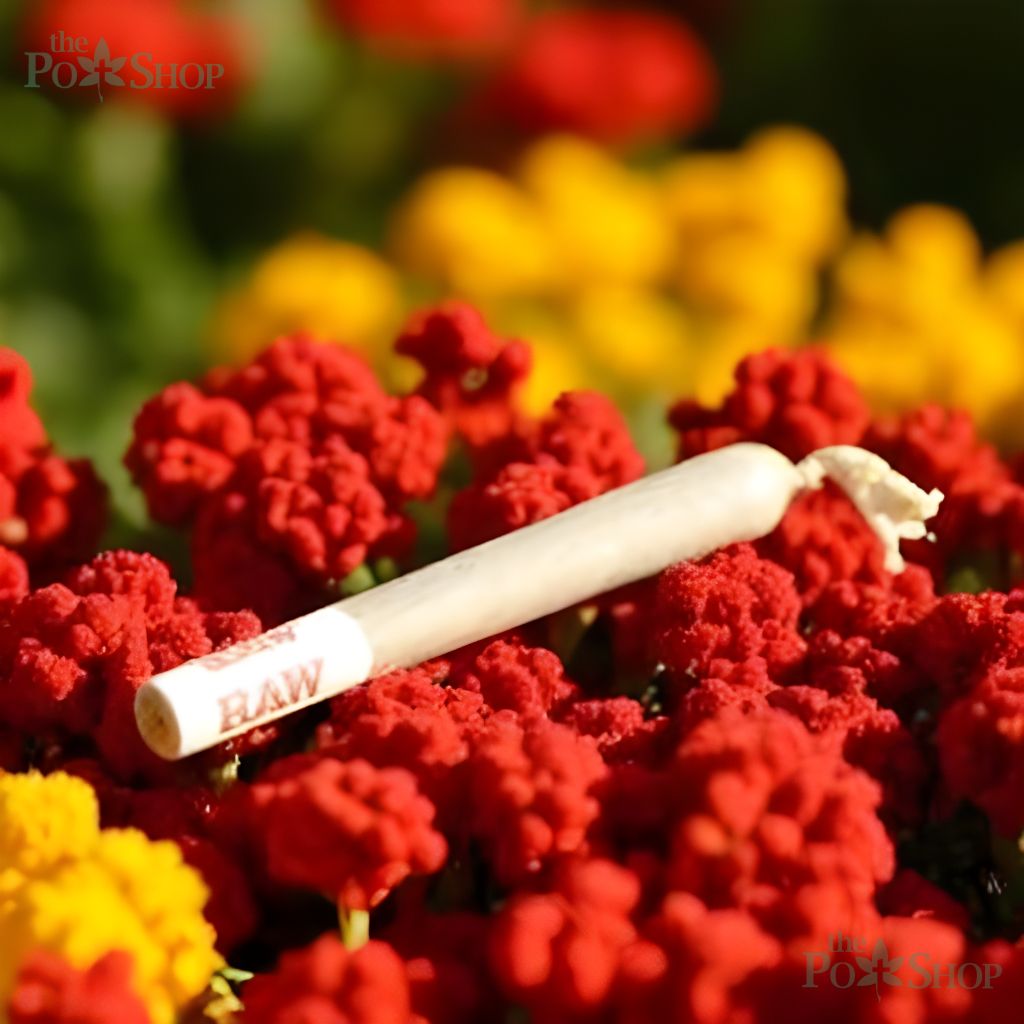 PRE ROLLS JOINTS - Image 3